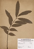 藏品(山豬肉)的圖片